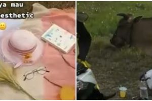 Perempuan ini gagal foto estetik karena dihampiri sapi, apes banget