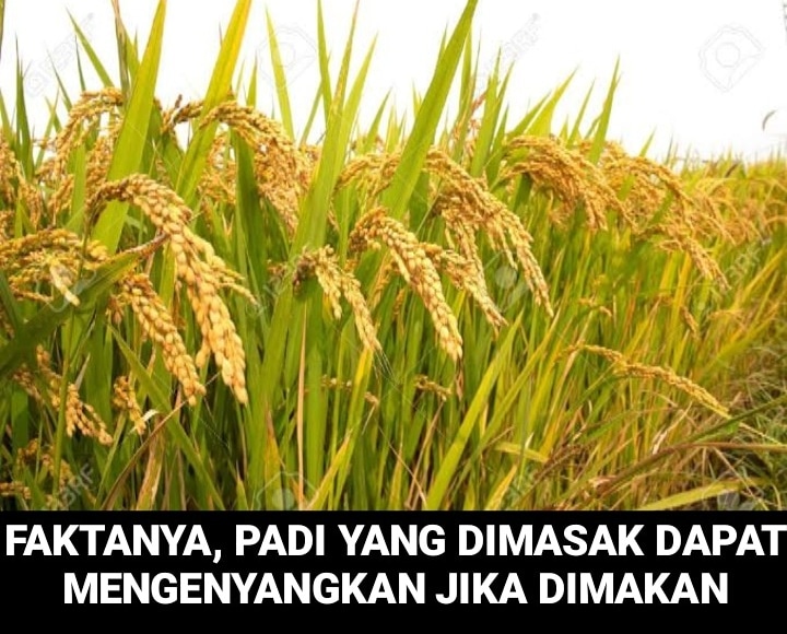 8 Meme lucu tentang 'info pengetahuan' ini ngawurnya bikin tepuk jidat