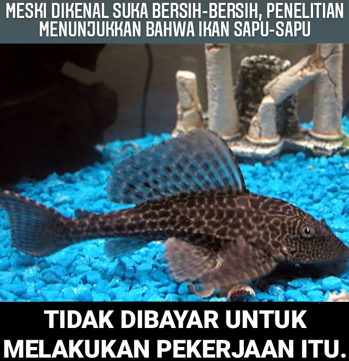 8 Meme lucu tentang 'info pengetahuan' ini ngawurnya bikin tepuk jidat