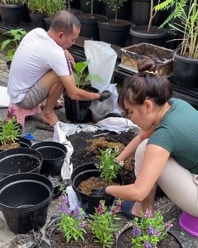 9 Penampakan kebun milik ayah Ayu Ting Ting, subur dan asri