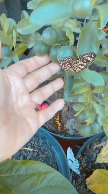 9 Penampakan kebun milik ayah Ayu Ting Ting, subur dan asri