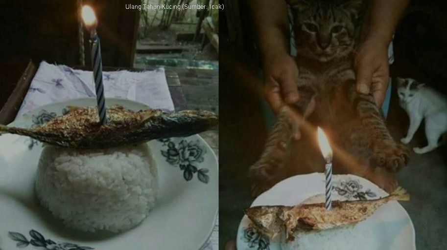 7 Potret kocak perayaan ulang tahun kucing, bikin gemas