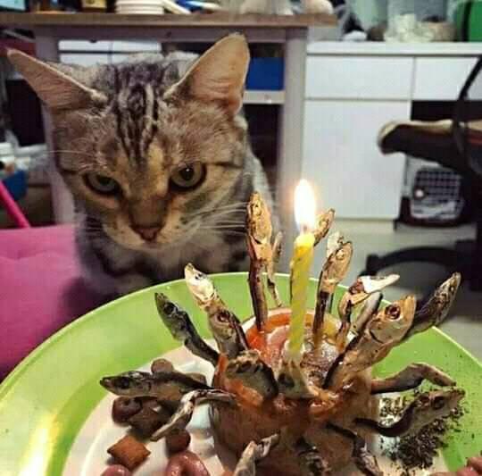7 Potret kocak perayaan ulang tahun kucing, bikin gemas