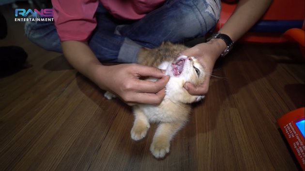 8 Momen Nagita Slavina pelihara kucing, perawatannya maksimal