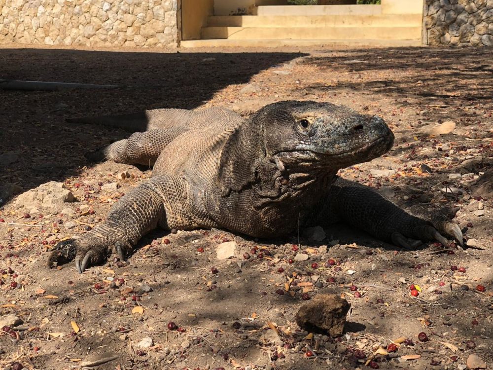 10 Tempat wisata Labuan Bajo paling menarik dikunjungi