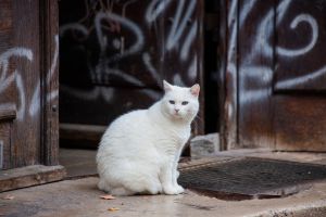 Gara-gara pengobatan herbal, kucing putih ini berubah mirip Pikachu