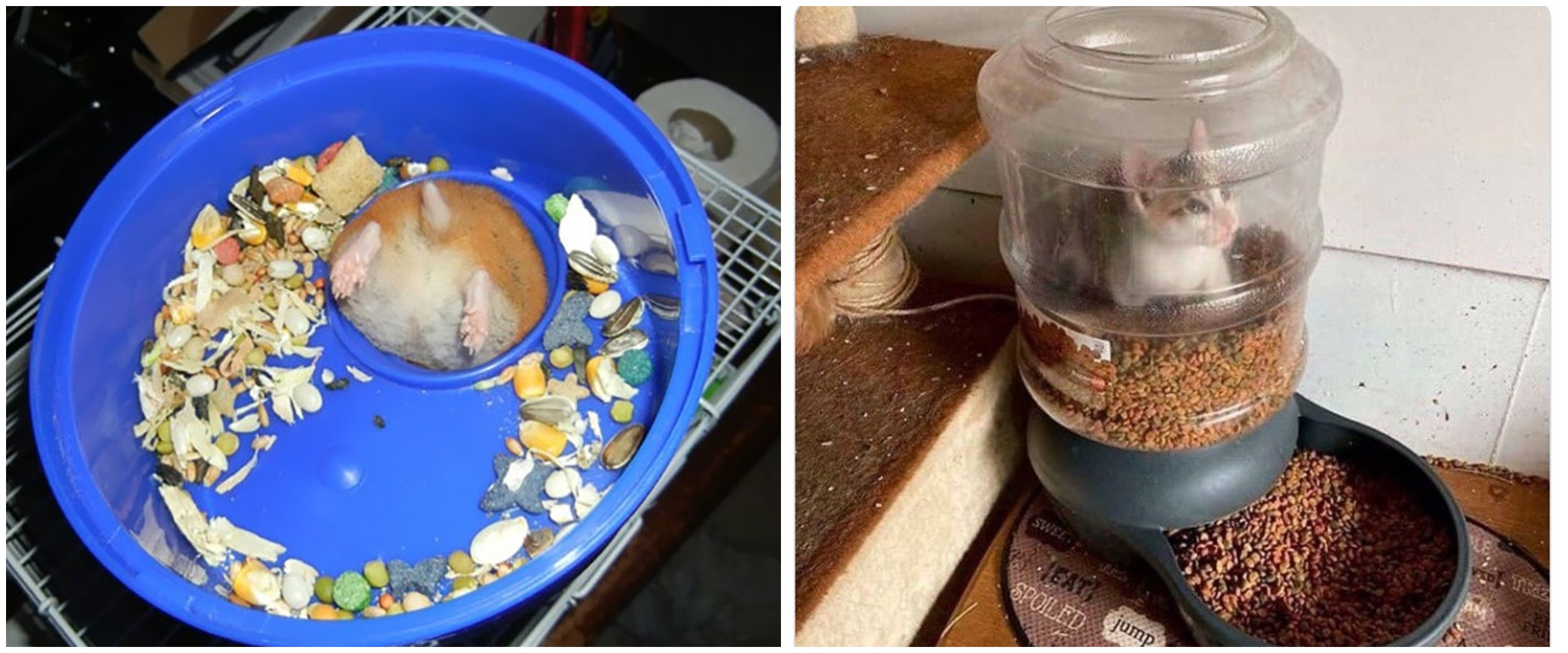 10 Momen apes hewan saat makan, pengen nyengir tapi kasihan