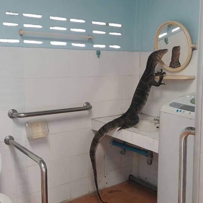 10 Momen lucu lagi bercermin ini bikin lihat dua kali