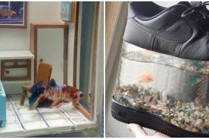 8 Potret akuarium antimainstream, ada miniatur kamar kos