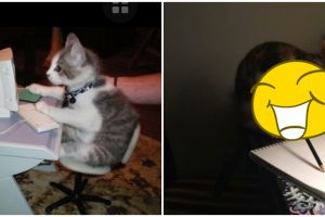 10 Cocoklogi lucu kucing kalau ikut kegiatan ekstrakurikuler sekolah