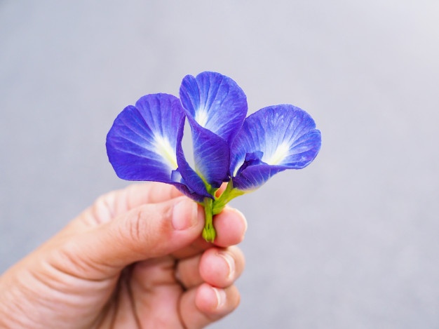 10 Manfaat bunga telang untuk kesehatan, melancarkan menstruasi
