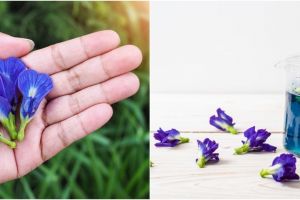 10 Manfaat bunga telang untuk kesehatan, melancarkan menstruasi