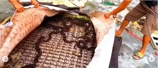 Lama tak digunakan, kasur ini jadi sarang ular berbisa