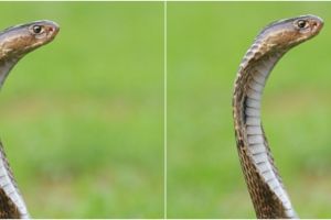 Kisah remaja digigit ular 8 kali dalam sebulan ini bikin haru