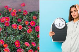 10 Manfaat daun krokot untuk kesehatan, bisa menurunkan berat badan