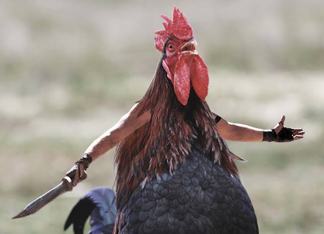 10 Foto editan ayam ini bikin kamu auto cengar-cengir