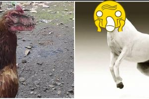 10 Foto editan ayam ini bikin kamu auto cengar-cengir