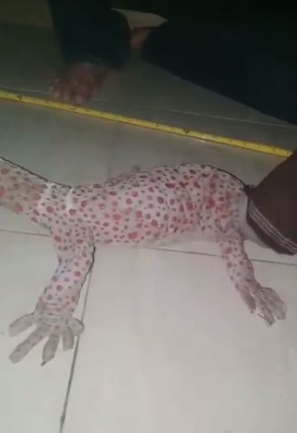 Viral video tokek raksasa, ukurannya bikin merinding