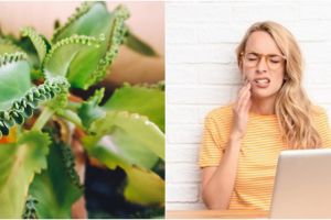 10 Manfaat daun cocor bebek untuk kesehatan, meringankan sakit gigi