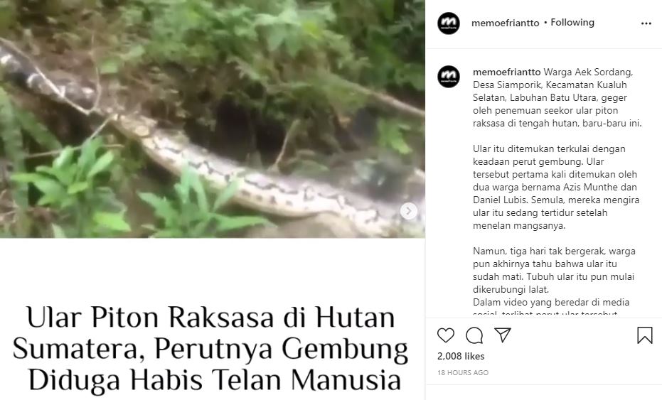 Viral penampakan ular raksasa terbujur kaku di Kalimantan