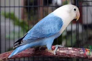 Pakan burung lokal ini digemari para kicau mania, ini alasannya