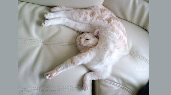 20 Pose tidur kucing ini absurd tapi malah bikin gemas maksimal