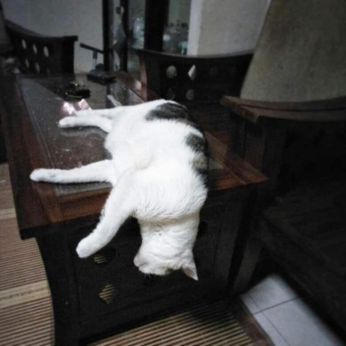 20 Pose tidur kucing ini absurd tapi malah bikin gemas maksimal