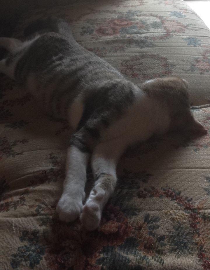 20 Pose tidur kucing ini absurd tapi malah bikin gemas maksimal