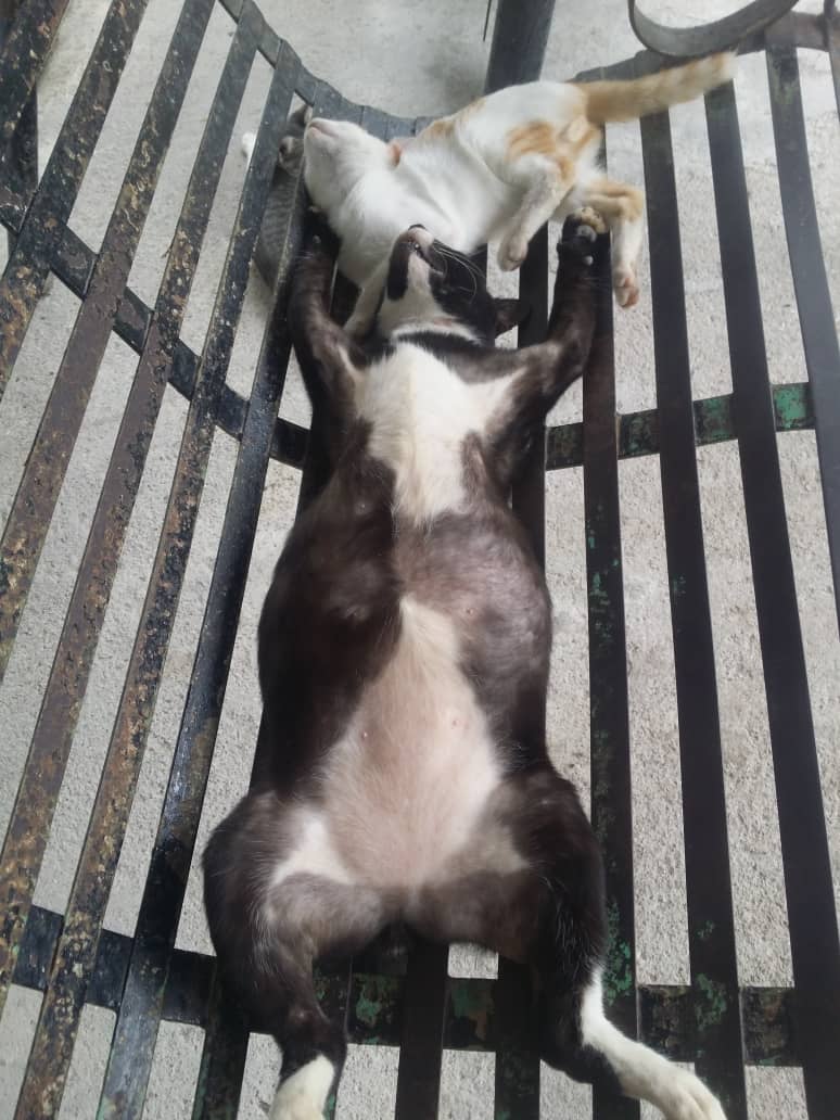 20 Pose tidur kucing ini absurd tapi malah bikin gemas maksimal