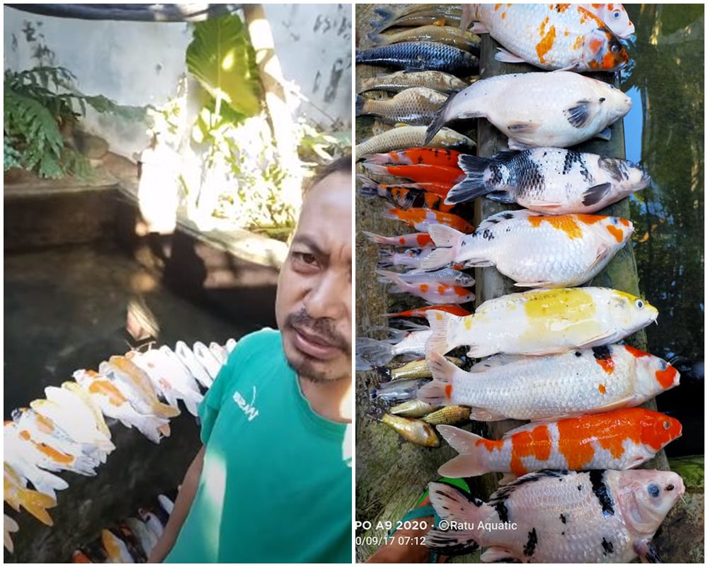 Viral cerita pria kehilangan ratusan ikan koi, penyebabnya bikin sedih