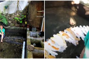 Viral cerita pria kehilangan ratusan ikan koi, penyebabnya bikin sedih