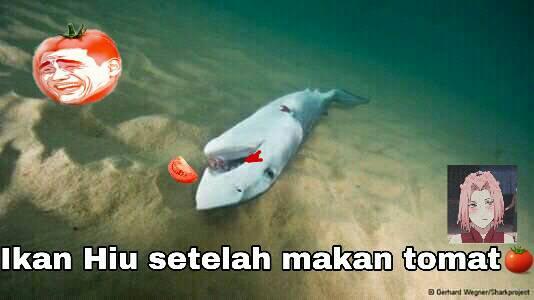 10 Meme lucu 'ikan hiu makan tomat' bikin inget odading Mang Oleh