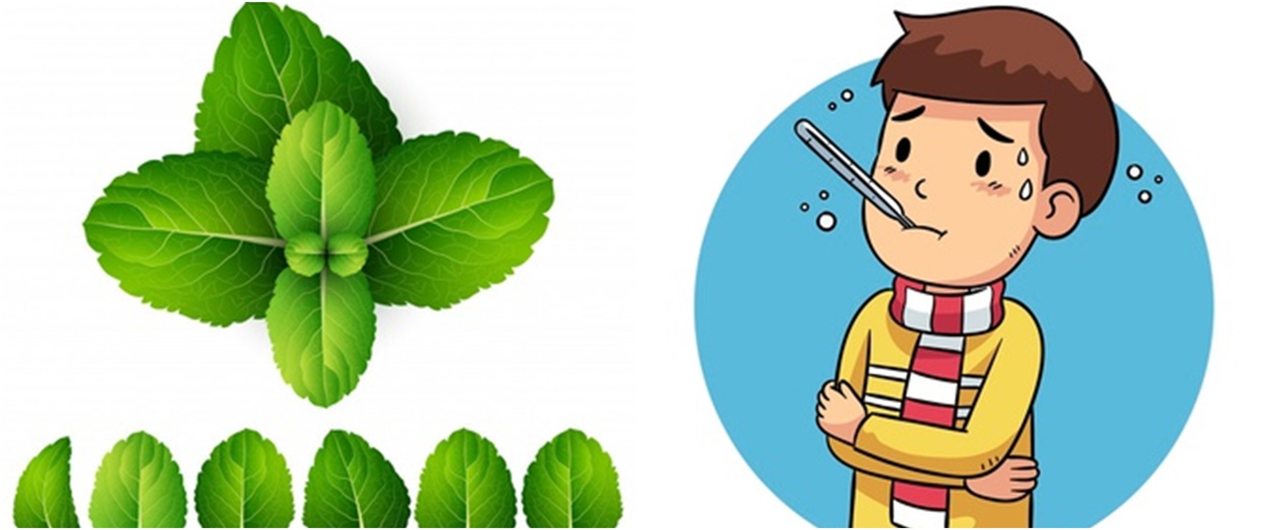 13 Manfaat daun mint bagi kesehatan, mengobati flu hingga kanker