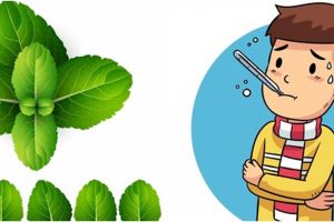 13 Manfaat daun mint bagi kesehatan, mengobati flu hingga kanker