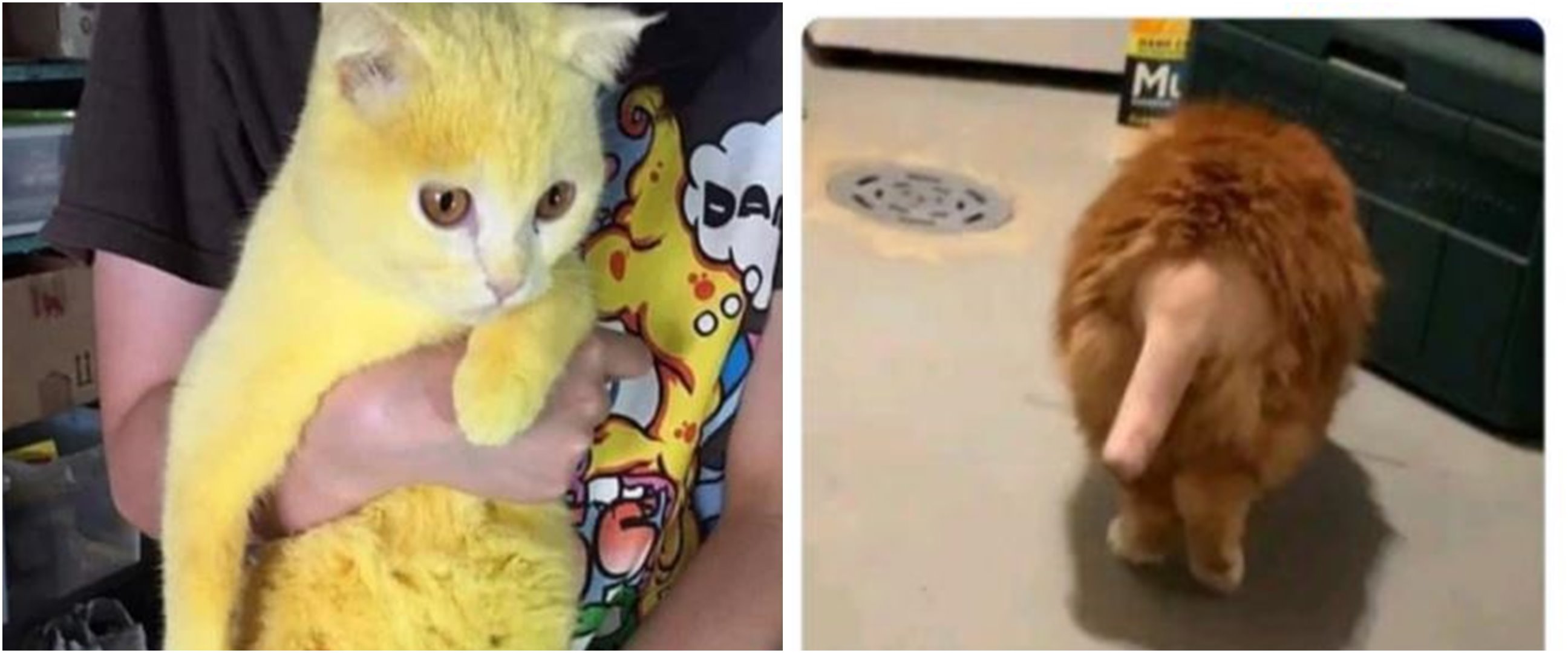 8 Kucing ini miliki bulu yang aneh dan tak biasa usai operasi