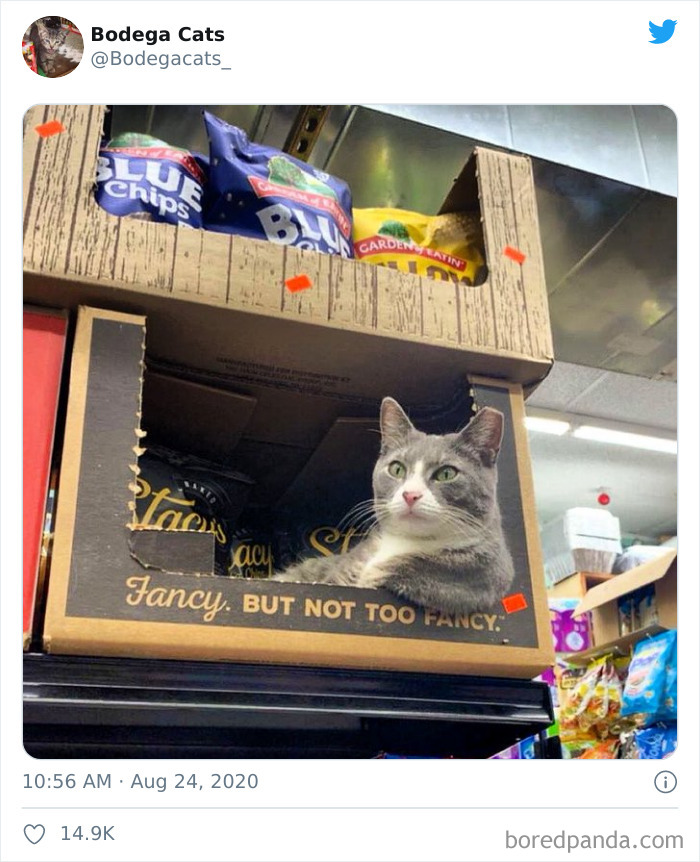 15 Potret kucing sedang di supermarket ini bikin auto gemas