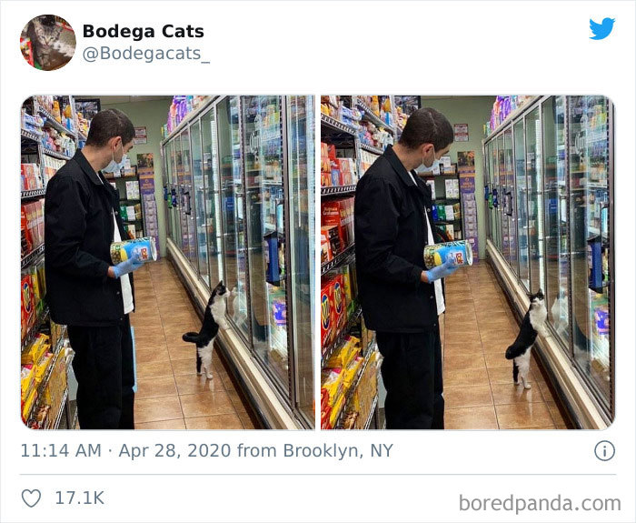 15 Potret kucing sedang di supermarket ini bikin auto gemas
