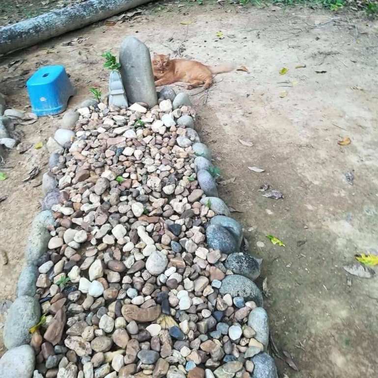 Kucing ini setia tunggui makam majikan, kisahnya bikin haru