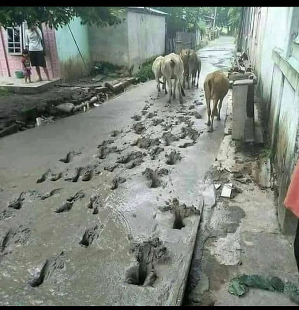 15 Aksi binatang rusak cor semen jalan, bikin ngelus dada