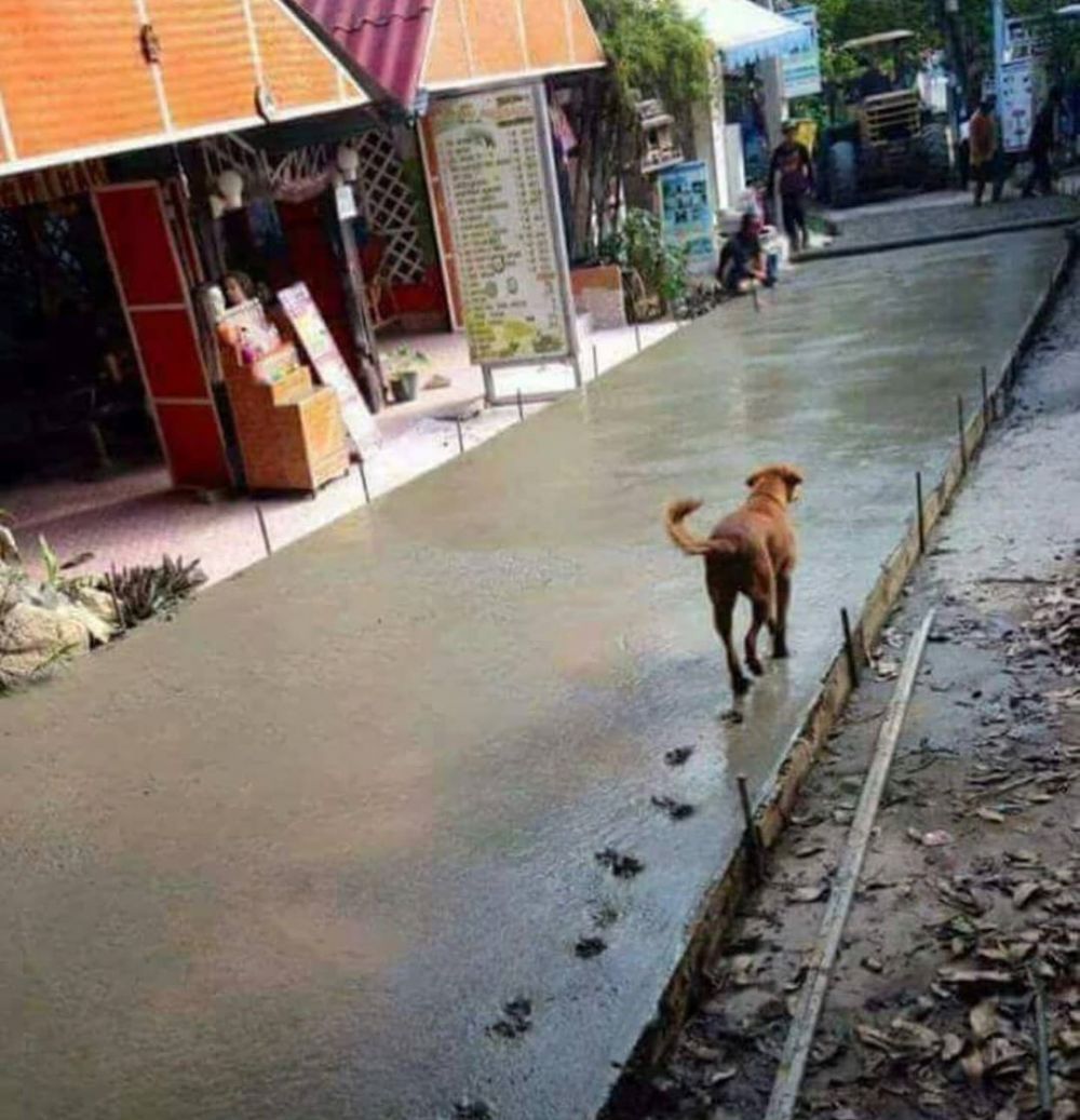 15 Aksi binatang rusak cor semen jalan, bikin ngelus dada