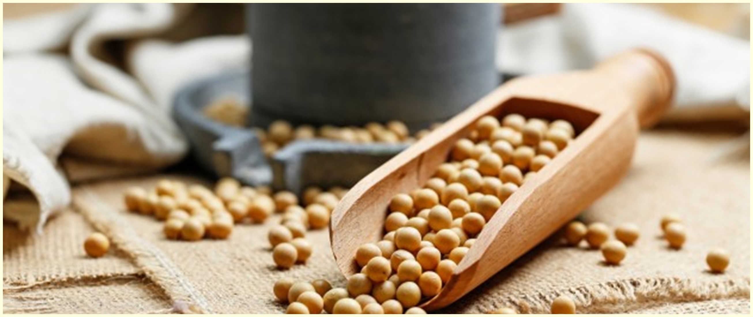 10 Manfaat kedelai untuk kesehatan, mengatasi gejala menopause