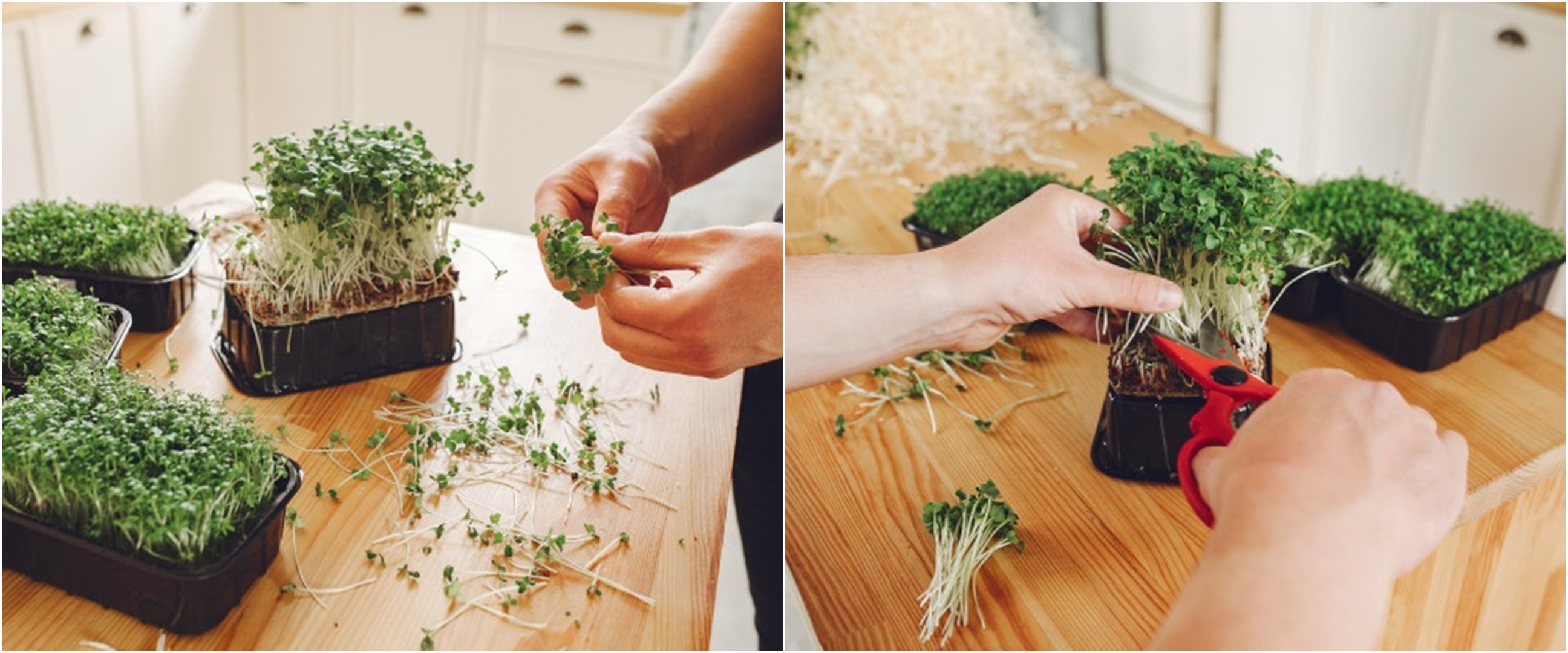 10 Cara mudah menanam sayuran microgreens, cepat tumbuh dan panen