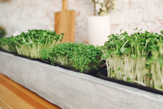 10 Cara mudah menanam sayuran microgreens, cepat tumbuh dan panen