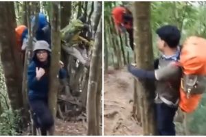 Viral video pendaki naik pohon karena ada babi hutan, bikin deg-degan