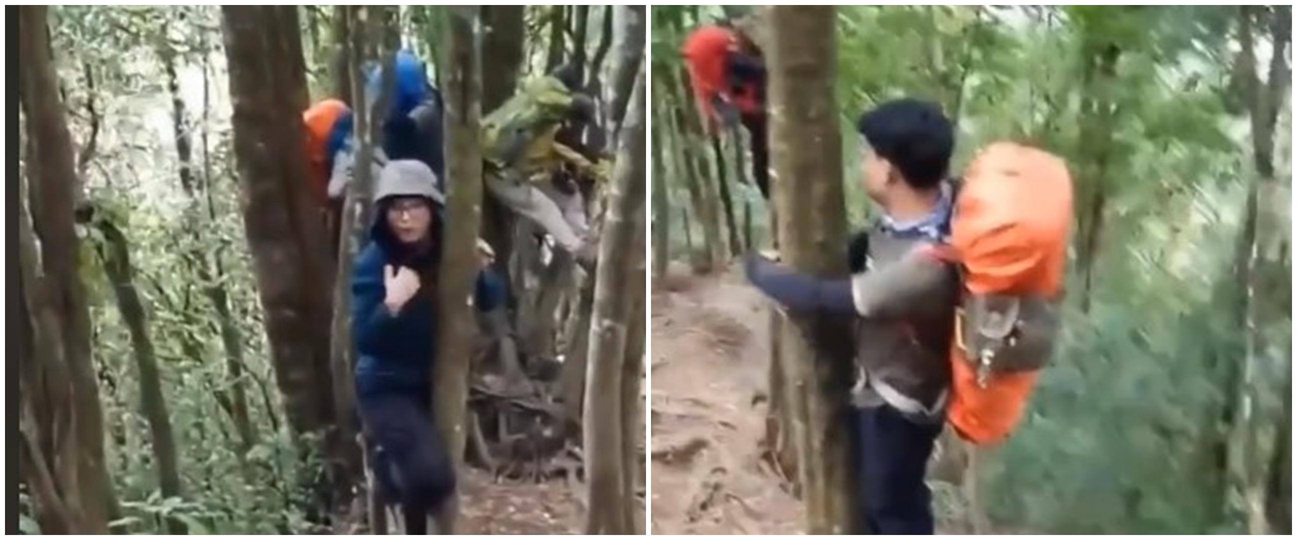 Viral video pendaki naik pohon karena ada babi hutan, bikin deg-degan
