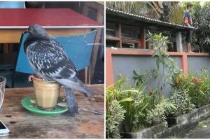 15 Momen apes orang dijahili hewan ini malah bikin senyum geli