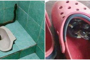 10 Potret persembunyian ular di tempat tak terduga, bikin waspada