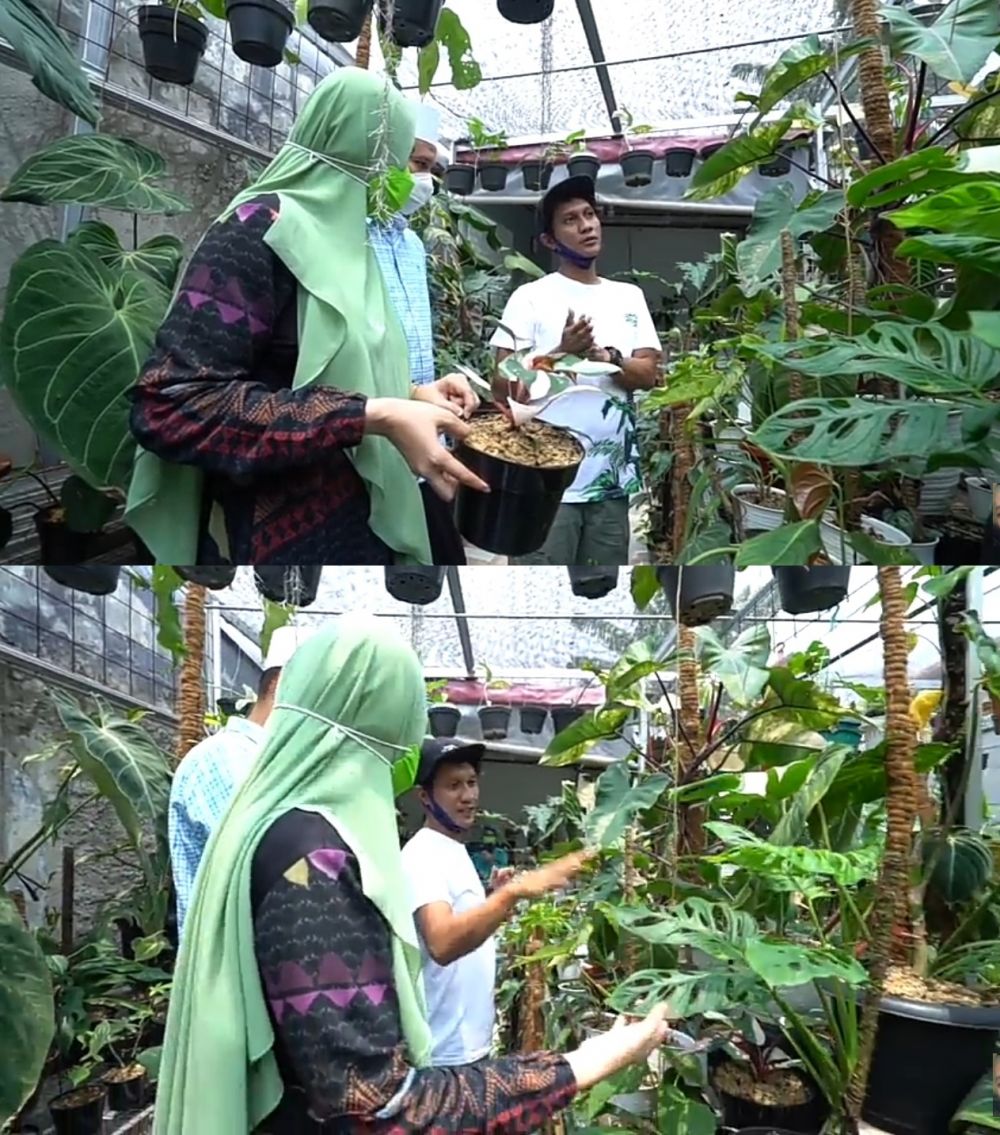 10 Momen Kartika Putri berburu tanaman Janda Bolong, harganya meroket