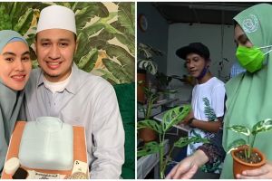 10 Momen Kartika Putri berburu tanaman Janda Bolong, harganya meroket