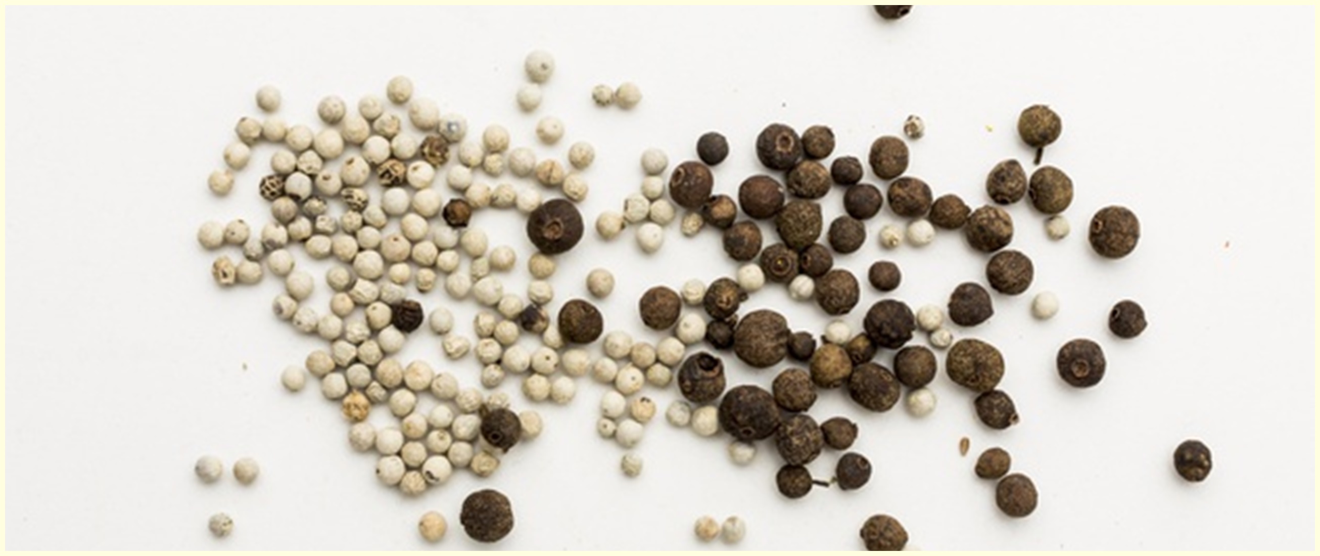 10 Manfaat merica untuk kesehatan, memulihkan stroke